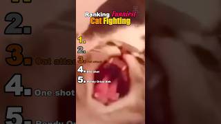 These Cats straight up THROWING PAWS 👊🐈 #cat #catfighting #funny #memes #fyp #viral
