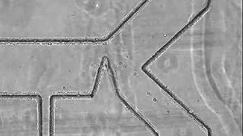 DC-Dielectrophoretic separation - cancer cells