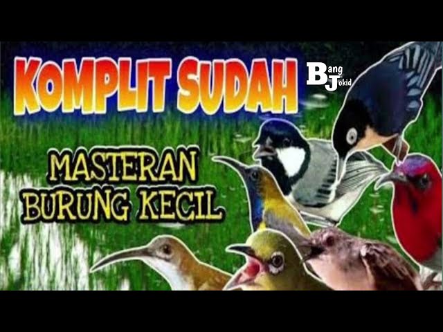 Masteran Semua Burung Kecil Paling Ampuh #MASTERAN class=