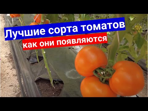 Обзор теплиц с томатами агрофирмы Поиск. Как рождаются лучшие сорта и гибриды томатов