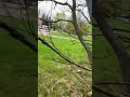 Camouflage bunnies #nature #bunnies #animals #new #cool #fyp