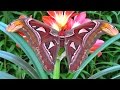 Attacus atlas, Atlasspinner,Atlas moth ♂