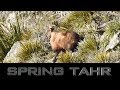 spring tahr hunt on the east coast