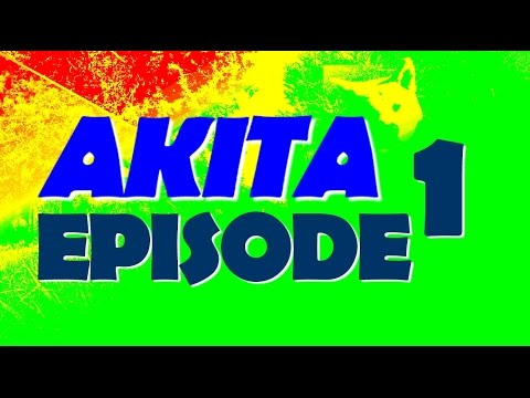 AKITA I WOK AGRESSIF Episode 1 🔴ABONNE TOI ↴ agressif bull terrier