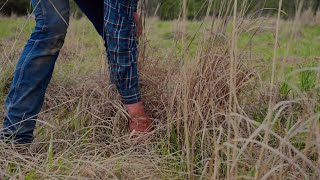 How Native Grass Diversity Creates Quail Nesting Habitat