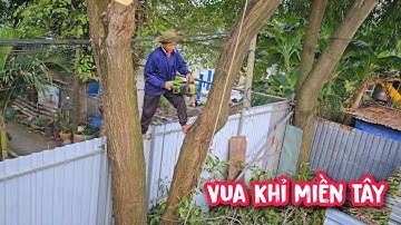 Vua Khỉ cùng đồng nghiệp cưa hạ gốc cây Tràm Bông Vàng nằm cạnh nhiều ngôi mộ.