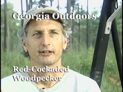Red Cockaded Woodpecker | Georgia Outdoors Vintage
