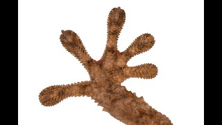 Salamanquesa Común Tarentola Mauritanica Escondida En Una Grieta