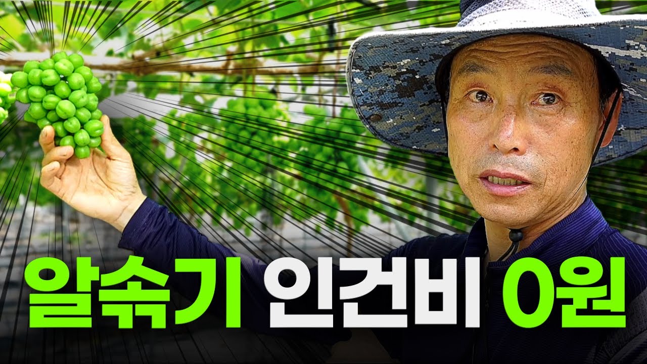 알솎기 안하고 포도 재배하는 방법 ㅣ 알솎기 인건비 0원