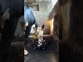 #mom #cowlove #love #shortvideo #viralvideo