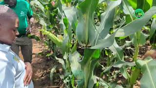 Tembo SC 719 mbegu Bora ya mahindi