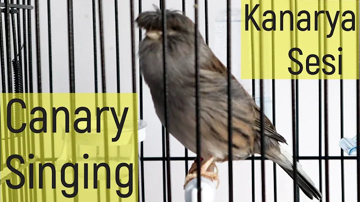 Beautiful And Powerful Canary Singing / For All Ca...