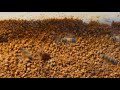 Bee LH is live workers bee getting bee pollen #honey #beekeeper #beehive
