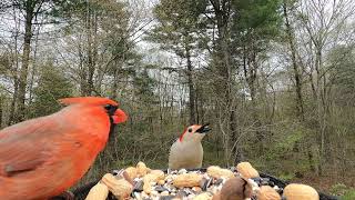 Northern Cardinal, Red-Bellied Woodpecker, Blue Jay