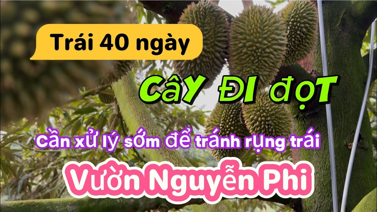TẬP 205. TRÁI 40 NGÀY CÂY ĐI ĐỌT CẦN XỬ LÝ SỚM ĐỂ TRÁNH RỤNG TRÁI VƯỜN NGUYỄN PHI