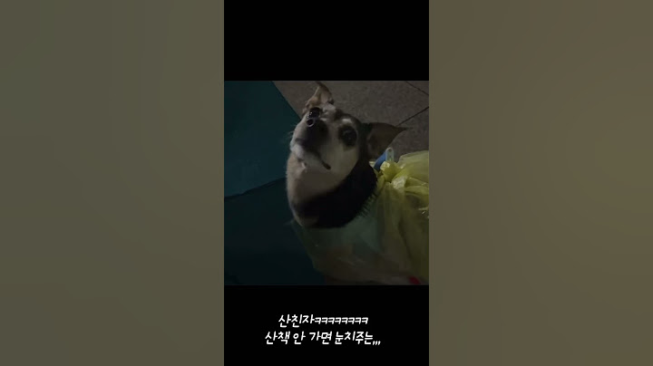 비 오는 날 강아지 우비 대신 ‘이거’ 입혀봤더니… (실화주의!!!!)