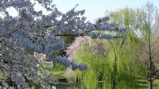 Cherry blossoms & Spring breezes _ Piano Trio & Duo _ relaxing in a zone of peace 桜とそよ風　ボーっとのんびり