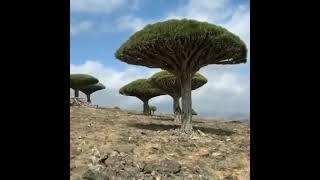 أشجار دم الاخوين في اليمن  جزيرة سقطرى ، سميت بهذا الاسم نسبة الرشح الأحمر الذي يشبه الدم ينتج منها