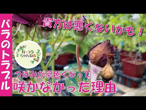 バラが茶色くなって咲かない理由 解説します Youtube バラが茶色くなって咲かない理由 解説します Youtube