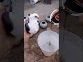 Pigeons مشروب الطاقة للحمام الحمام Pigeons مشروب الطاقة للحمام الحمام