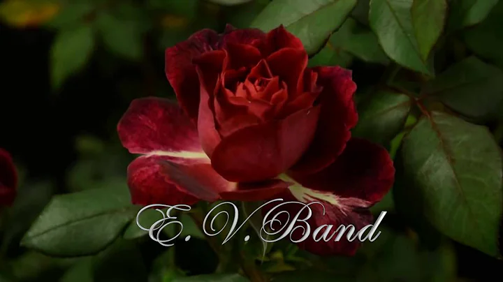 Besame Mucho - Walter Puell