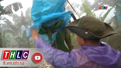 Sản lượng chuối toàn tỉnh Lào Cai đạt gần 15.000 tấn | THLC