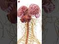 😱 The Man Who Survived a Metal Rod Through His Brain | Phineas Gage Story #facts  #fyp #accident 😯