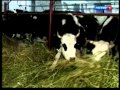 Фермерский молочный комплекс в Кузбассе СУ 26 12 15