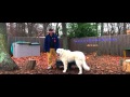 Providence Dog Trainers: Great Pyrenees, Apollo, Off Leash | Best Dog Trainers in RI