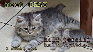 The British Longhair is a mixed breed cat–a cross between the British Shorthair and Persian cat by Gray British Persian 5,938 views 3 years ago 2 minutes, 19 seconds