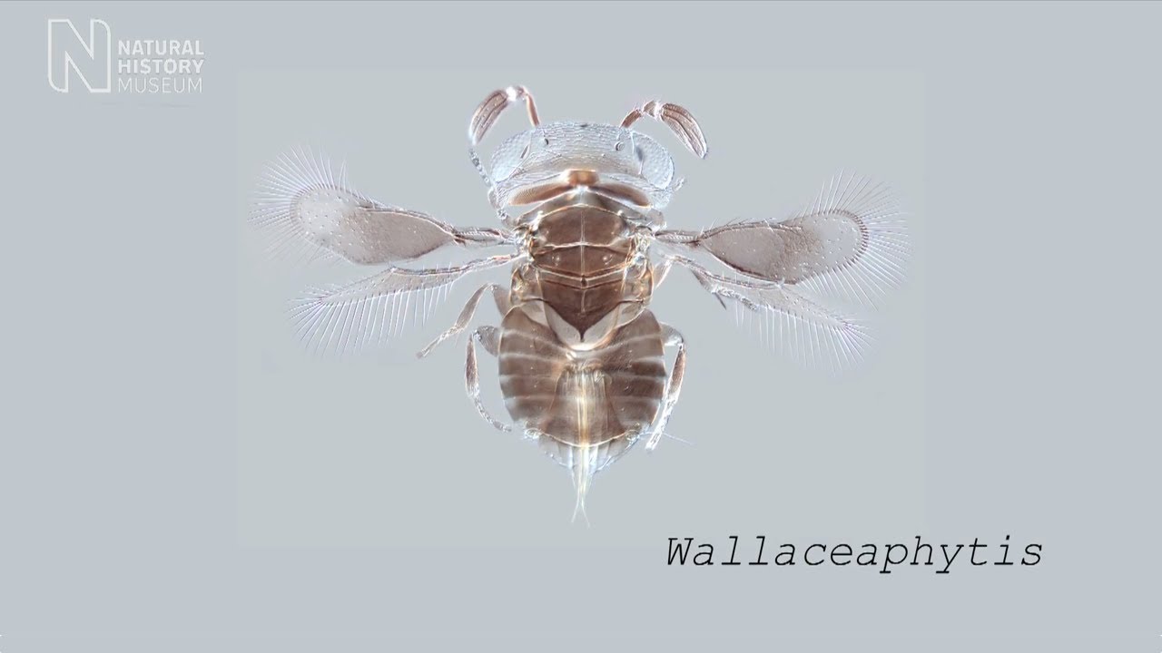 museums in london 'Whopper' wasp genus named after Alfred Russel Wallace | Natural History Museum