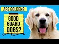 Are Golden Retrievers Good Guard Dogs? (Or Too Friendly)