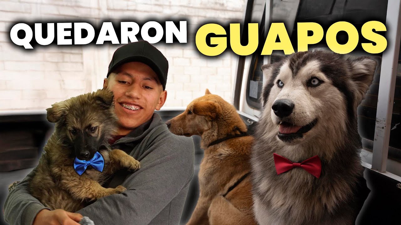 FUIMOS a la PELUQUERÍA (con mis mascotas) | Juvenal