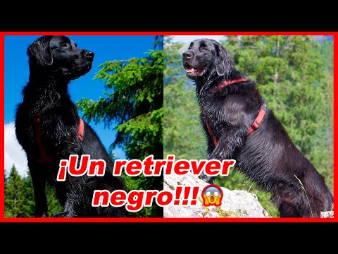 RETRIEVER de pelo liso - CARACTERÍSTICAS y curiosidades /Flat-coated retriever (COBRADOR) hqdefault