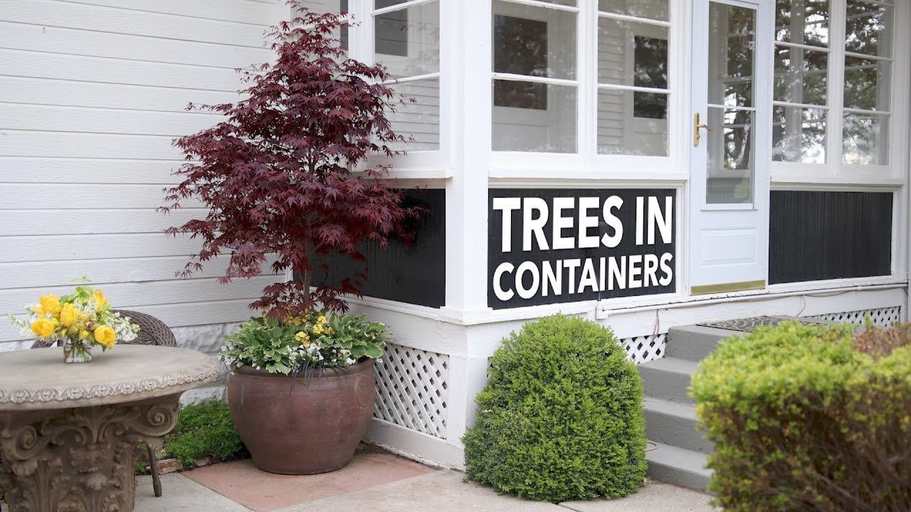 Trees in Containers