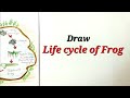 Life cycle of frog drawing easy,How to draw lifecycle of frog for EVS science project,frog tadpoles