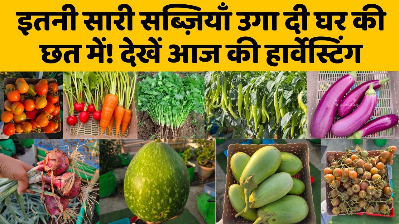 इतनी सारी सब्ज़ियाँ उगा दी घर की छत पर! देखें आज की हार्वेस्टिंग 🍅Terrace Garden Harvesting Video