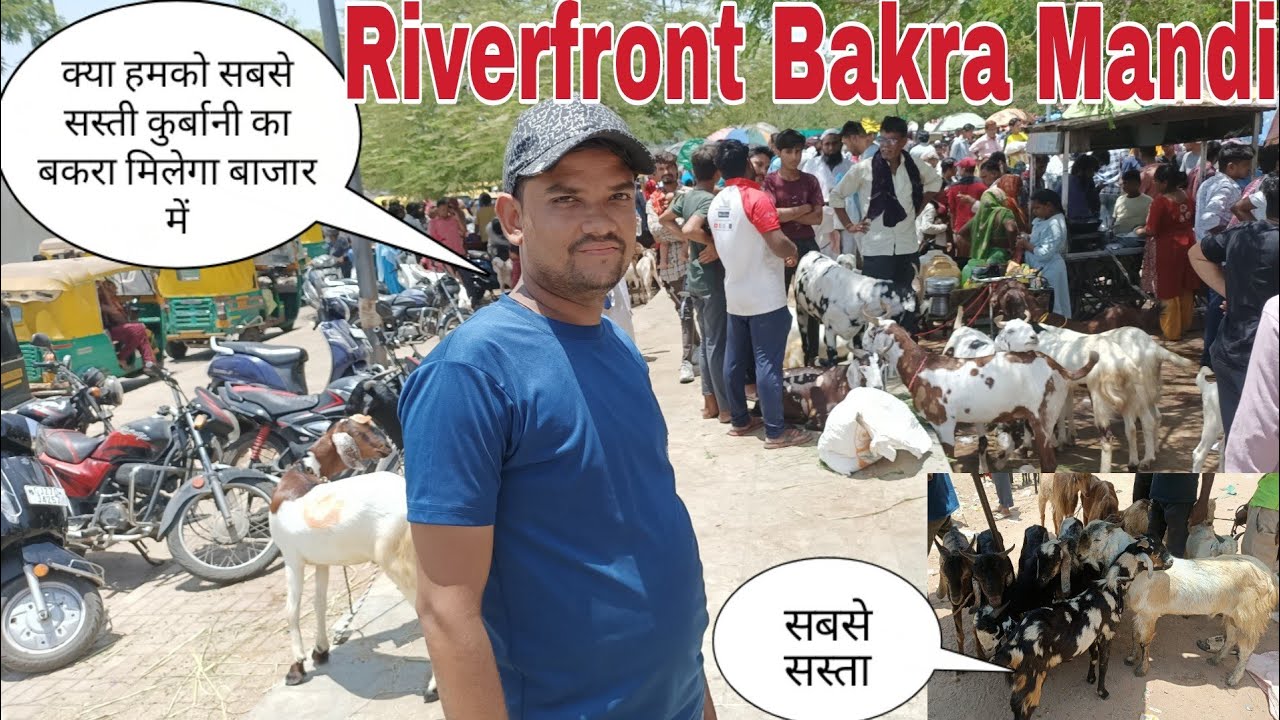Riverfront Bakra Mandi on Sunday 2nd June 2024 l Subscriber Challenge l Bakra eid 2024
