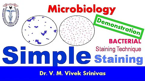 SIMPLE STAINING | Bacterial Staining Technique | Microbiology | Vivek Srinivas | #Bacteriology