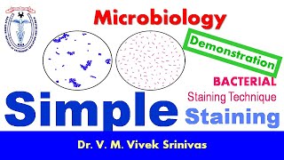 SIMPLE STAINING | Bacterial Staining Technique | Microbiology | Vivek Srinivas | #Bacteriology