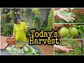 Vegetable & fruit harvest from my terrace garden/ఇవాళ కోసిన పళ్ళు కూరగాయలు #gardening  #organic