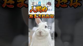 【雪見大福】Xでバズったツイートが面白すぎる!  Part 197  #だいちゃんねる