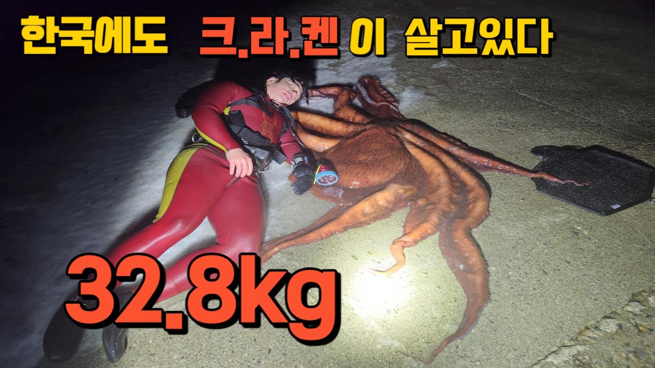 겨울철 초대왕 문어 한국에서도 잡힙니다. 대략 키로에 5만원이상 판매되고있다네요.
