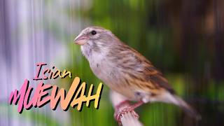 MATERI MEWAH FAVORITE - MASTERAN KENARI ISIAN BLACKTHROAT GACOR SUARA JERNIH PALING DICARI