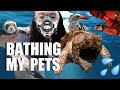 Bathing My Pets - How I Bathe All My Animals