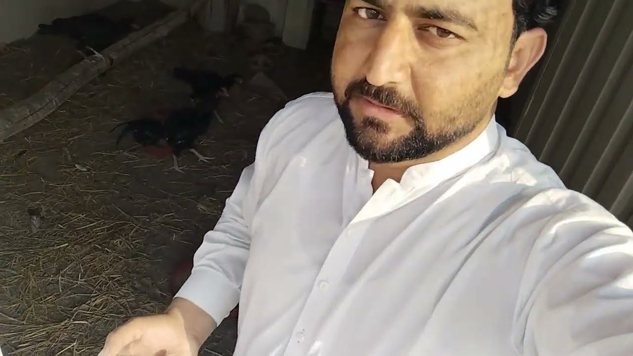 Aseel 2nd egg | Sunday special JAVA BIRDS 