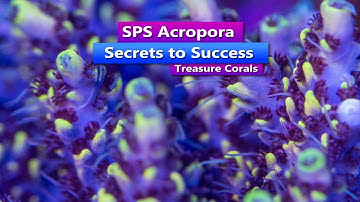Secrets to SPS Acropora with Treasure Corals