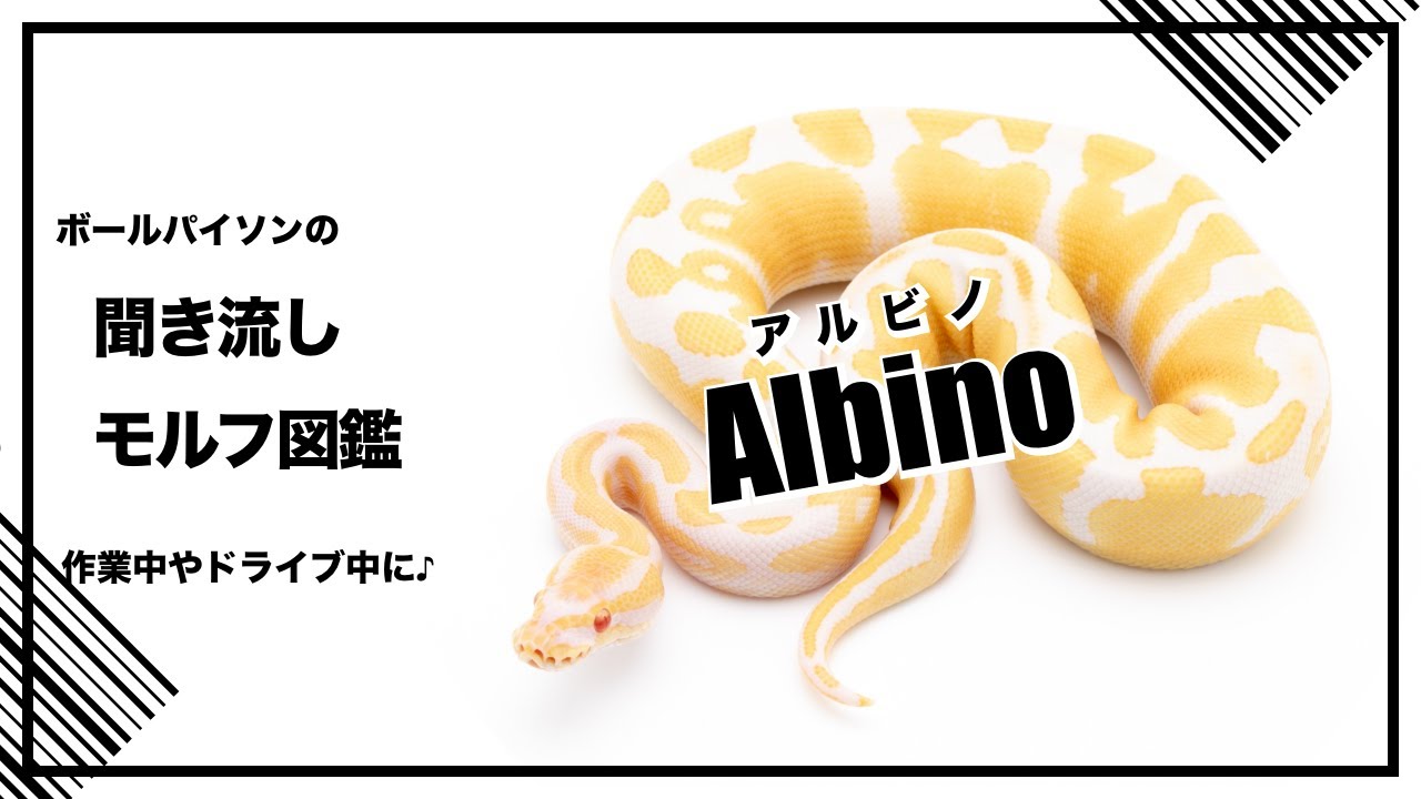 アルビノ(T-) (Albino(T-)) | Lil Balls ~ ボールパイソンブリーダーの