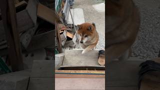 Shiba Inu comes when called