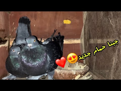 الرجعه فجعه جبنا حمام جديد